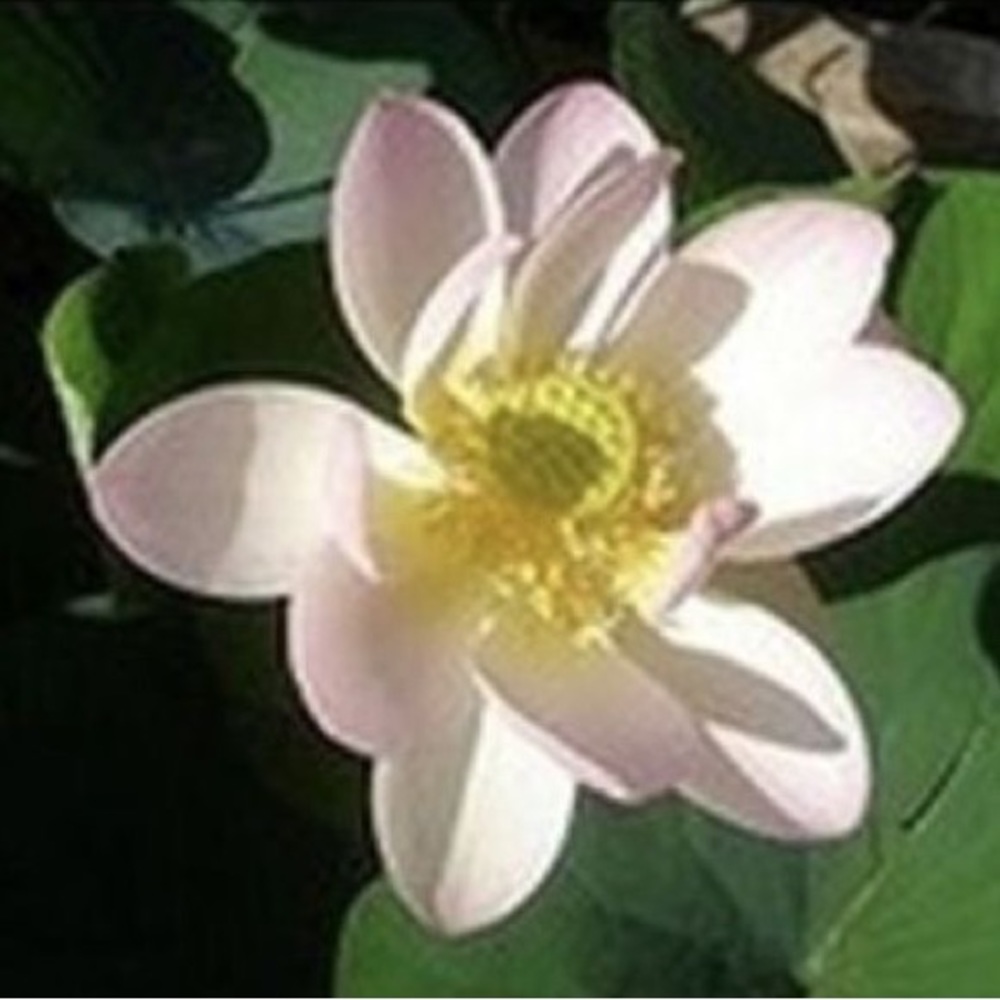 Meet your Posher, Shai